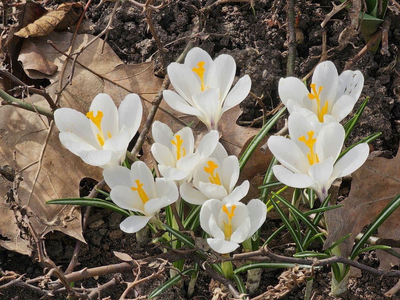 Célébration de l'équinoxe de printemps : l'éveil du vivant