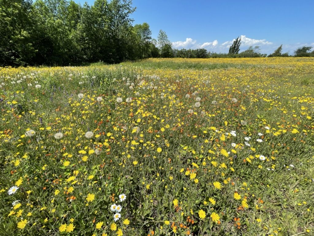 Créer dans la joie — fleurs et présence